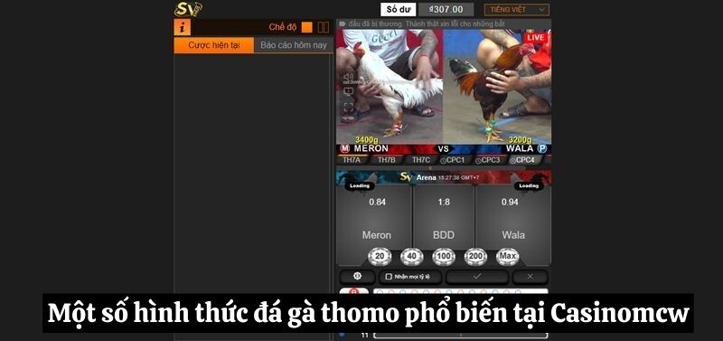 Một số hình thức đá gà Thomo phổ biến tại Casinomcw