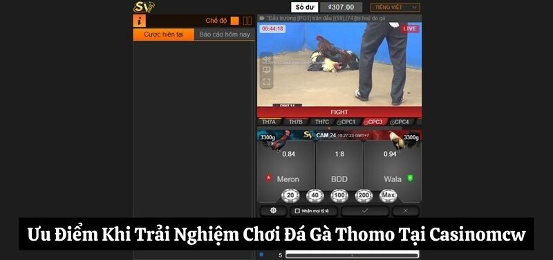 Ưu Điểm Khi Trải Nghiệm Chơi đá gà Thomo Tại Casinomcw