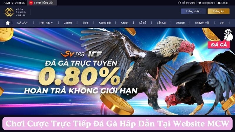 Giới thiệu về trang đá gà trực tiếp MCW